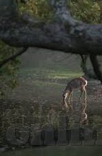 91大神制片麻豆-网络虚幻，透视91大神制片麻豆现象的迷思与警示