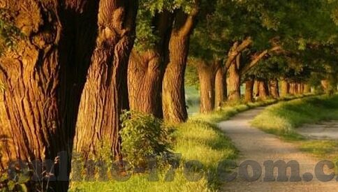 麻豆视传媒下载苹果版-深度探索，麻豆视传媒APP在苹果设备上的应用体验与下载指南